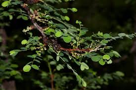 Image result for Phyllanthus engleri