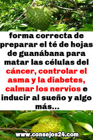 Forma Correcta De Preparar El Te De Hojas De Guanabana Para Matar Las Celulas Del Cancer Controlar El Asma Y La Diabetes Calmar Los Nervios E Diabetes Herbs