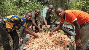 Ethiquable En Cote D Ivoire Le Cacao Bio Et Commerce Equitable Le Cacao Tout Chocolat