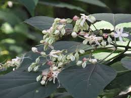Image result for Clerodendrum ternatum