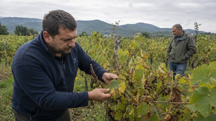 Ζημιές σε αμπελοκαλλιέργειες λόγω περονόσπορου στους Δήμους Παγγαίου,  Αμφίπολης - Winetrails