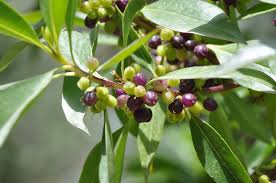 Image result for Myoporum laetum