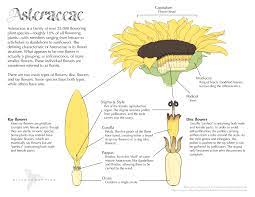Anatomy Of A Sunflower Anatomy Drawing Diagram