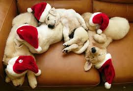 See more ideas about cute puppies, christmas dog please pin freely. Puppies Sleeping Image 3810295 On Favim Com