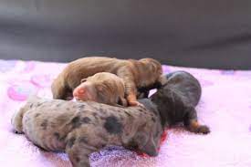 Dec 22, 2020 · welcome to flickennel, proud breeders of fine miniature dachshunds, raised in our home, for your home. Pure Bred Miniature Dachshund Puppies For Sale In Colorado Springs Colorado Classified Americanlisted Com