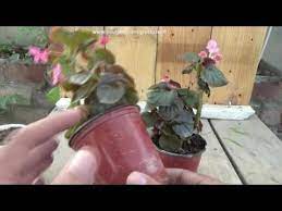 Begonia Plant Care Tropical Plant Care Begonia Flower Winter Flowe Plants Plant Care Planting Flowers