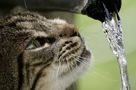 In particular, cats can also eat tuna if they're feeling unwell, for example, if they have tongue ulcers. 5 Reasons Why Your Cat Always Seems Thirsty Lamond Vets