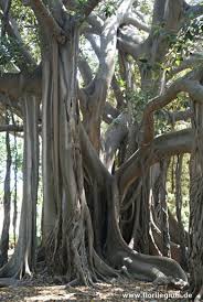 Ficus Macrophylla Im Botanischen Garten Von Palermo Sizilien Http Www Florilegium De Blog Gaerten Der Botanische Garten P Palermo Sizilien Sizilien Palermo
