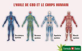 Comment L Huile De Cbd Fonctionne T Elle Dans Le Corps Humain