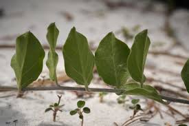 Image result for Bonamia