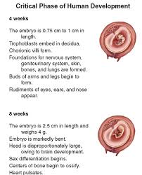 Critical Period Of Development Newborn Nursing Fetus Development Newborn