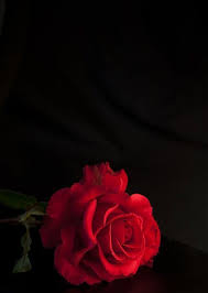 Attractive Beautiful Black And Red Rose Wallpaper 