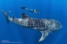 How to Swim with Whale Sharks - Responsibly — Destination: Wildlife™