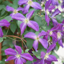 Exposure to brief period of high heat (approx. Happy Jack Purple Clematis Plants For Sale Free Shipping