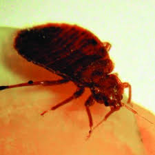 Harrisburg pest control thank you so much! Pdf Ipm For Pennsylvania Schools And Childcares A How To Manual