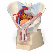 Compartmentalization of the pelvic floor has lead to different medical specialties looking at that specific compartment and paying less attention to the whole pelvic floor (fig. Anatomy Model Male Pelvis Ligaments Organs