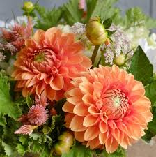 Image result for Dahlia