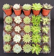 Maybe you would like to learn more about one of these? Air Plants From Russell S Bromeliads