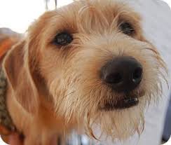 Some popular wirehaired dog breeds pets4homes via pets4homes.co.uk. Ralphy Adopted Dog Walker La Fox Terrier Wirehaired Beagle Mix Fox Terrier Terrier Mix Wire Fox Terrier