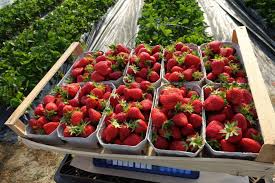 Alle infos zu standort und öffnungszeiten der erdbeerfelder in der region. Home Familie Wolf Spargel Erdbeeren Apfel