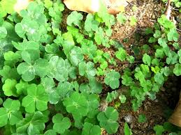 1、 玉龍草 ：葉色深綠，葉端呈細尖形，濃密氈狀，生長速度慢，耐蔭性佳，地被植物。 2、 黃金露花 ：綠籬、觀花賞果植物，夏秋季開花，花淺紫色，常綠小喬木或灌木，高可達 5 公尺，葉腋間常有刺。 æœ¬åœŸæ¤ç‰©å·¡ç¦® å¤§å®¶åœ¨ä»»ä½•åœ°æ–¹éƒ½æœ‰æ©Ÿæœƒè¦‹åˆ° å¥½ä¼¼å››è'‰è‰çš„ä¸‰å¡Šè'‰é›œè‰ Soilogy Domine åœ'éƒ¨è½ Facebook