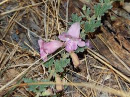 Image result for Dicerocaryum eriocarpum