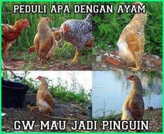 Ayam jago yang menjadi karakter di dalam game ini bukan diadu untuk bertarung, melainkan diadu balapan siapa yang tercepat. 13 Ide Meme Lucu Meme Lucu Meme Lucu