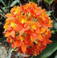 Crucifix Orchid Orchid Flower Beautiful Orchids Citrus Trees