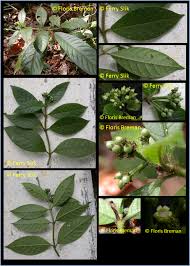 Image result for Psychotria auxopoda