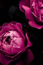 Rose Ii In 2021 Rose Pink Photography Rose Background