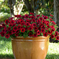 Maybe you would like to learn more about one of these? Trailing Petunia Seeds 41 Trailing Petunias Annual Flower Seeds