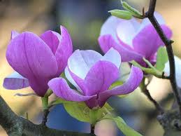 Magnolias Magnolia Flower Flower Aesthetic Flower Painting