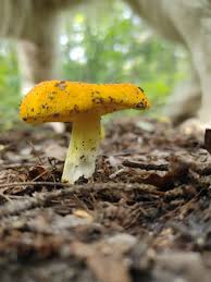 Image result for Russula flavida