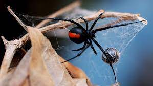Other spiders, such as the jumping spider, will also eat ants it they're available. Size Matters In Black Widow Spider Sexual Cannibalism The World From Prx