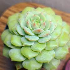 Image result for Criscianthus