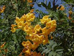 Image result for Tecoma