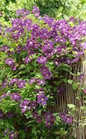 Kleine Garten Harmonisch Gestalten Garten Grosser Garten Clematis