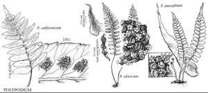 Image result for Polypodiaceae