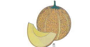 Jun 22, 2021 · kenali saat kasus melonjak, ini 17 gejala virus vorona kurang umum menurut who pada senin (21/6) ada tambahan 14.536 kasus baru virus corona. Gambar Buah Melon Radea