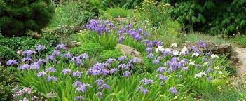 The effect is a full, luxurious flower that seems to float atop stems. Species Iris Japanese Roof Iris Wall Iris Iris Tectorum