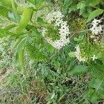 Image result for Pavetta nitidula