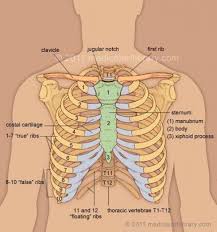 Muscles originate from the sternum, including those that move the neck, head, and arms. Ribs 1 10 Attach To Corresponding Thoracic Vertebrae So This Spine Segment Has The Least Range Of Motion Thoracic Vertebrae Thoracic Sternocleidomastoid Muscle