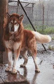 Nanuka (adoption pending) alaskan malamute looking for a home in seattle, wa. Burger Hase127x Profile Pinterest