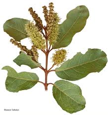 Image result for Combretum imberbe