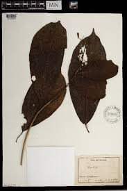 Image result for Cordia grandicalyx