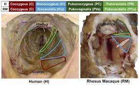 Jan 23, 2018 · the pelvis forms the base of the spine as well as the socket of the hip joint. Human And Rhesus Macaque Rm En Block Homologous Pelvic Floor Muscles Download Scientific Diagram
