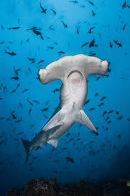 Do sharks hold their breath underwater? This species might. | National  Geographic