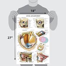 Laminated Eye Anatomical Poster Human Eye Anatomy Chart