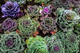 Image by ulrike leone from pixabay. Kale Planting Growing And Harvesting Kale Plants At Home The Old Farmer S Almanac