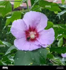 Image result for Hibiscus platycalyx